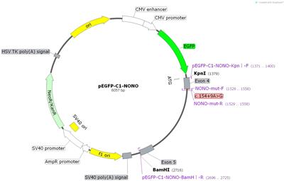 Case Report: Characterization of a Novel NONO Intronic Mutation in a Fetus With X-Linked Syndromic Mental Retardation-34